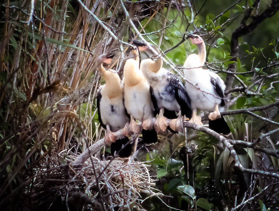 Florida-Keys---Everglades-049.jpg