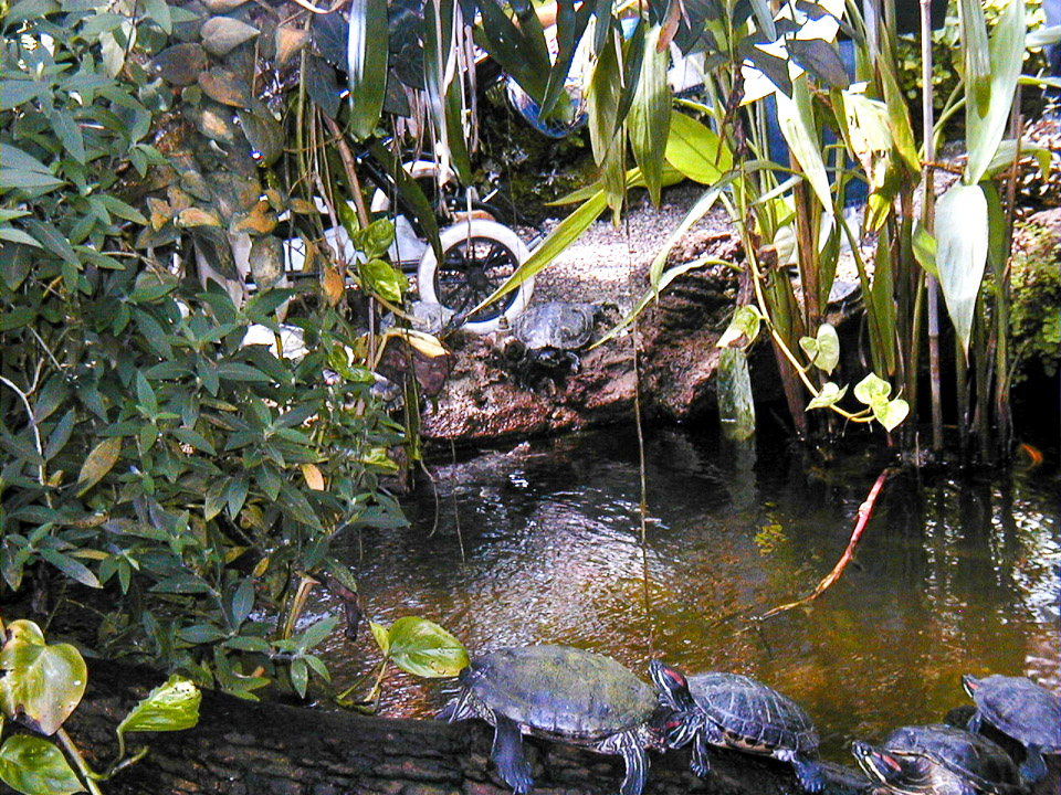 Munich-Botanical-Garden-PIC00004.jpg