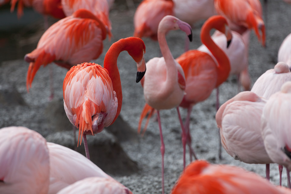 Tierpark-Hellabrunn-2014-IMG_7329.jpg