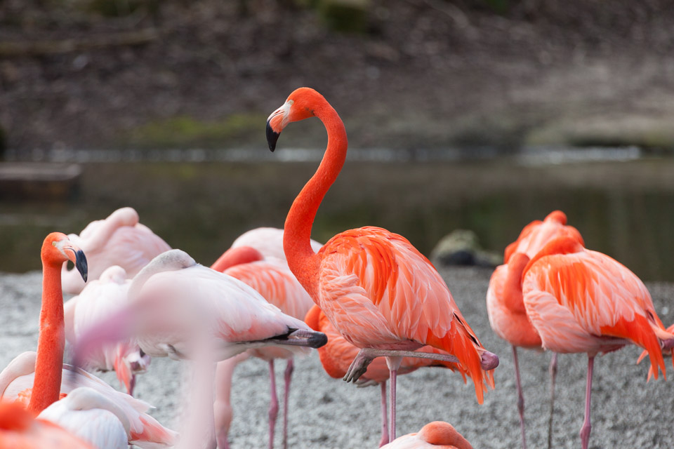 Tierpark-Hellabrunn-2014-IMG_7330.jpg