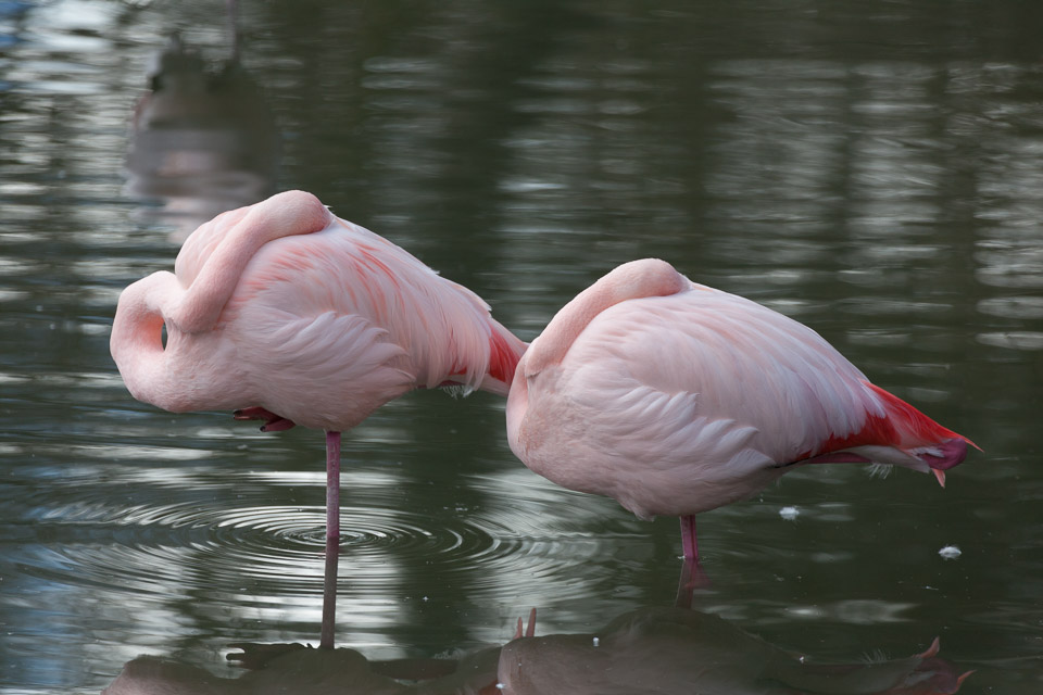 Tierpark-Hellabrunn-2014-IMG_7336.jpg