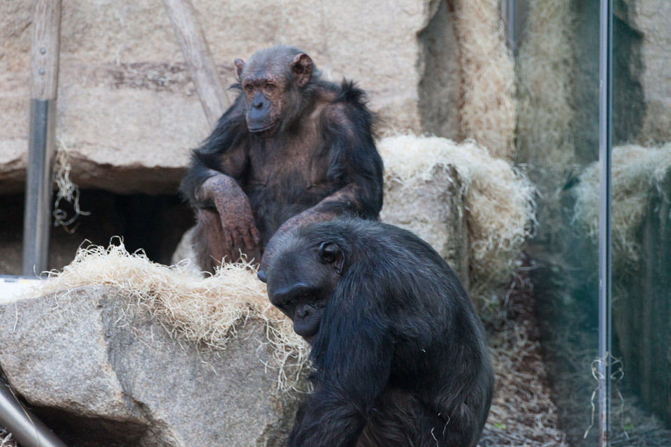 Tierpark-Hellabrunn-2014-IMG_7344.jpg