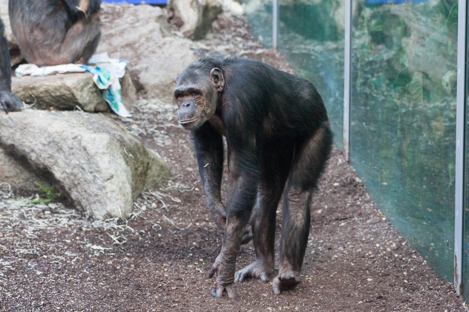 Tierpark-Hellabrunn-2014-IMG_7345.jpg