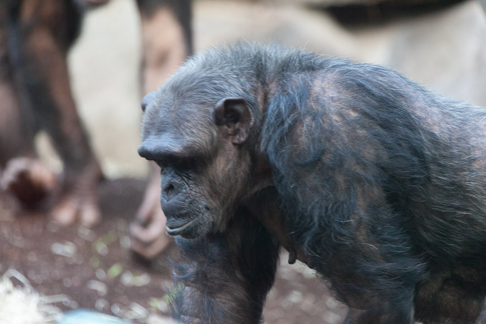 Tierpark-Hellabrunn-2014-IMG_7347.jpg