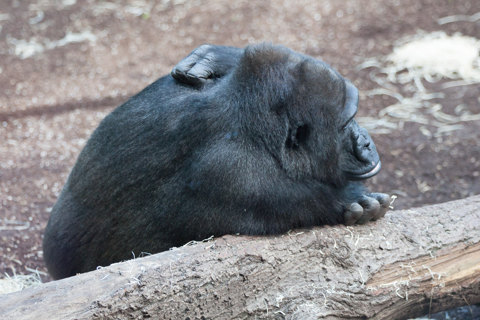 Tierpark-Hellabrunn-2014-IMG_7351.jpg