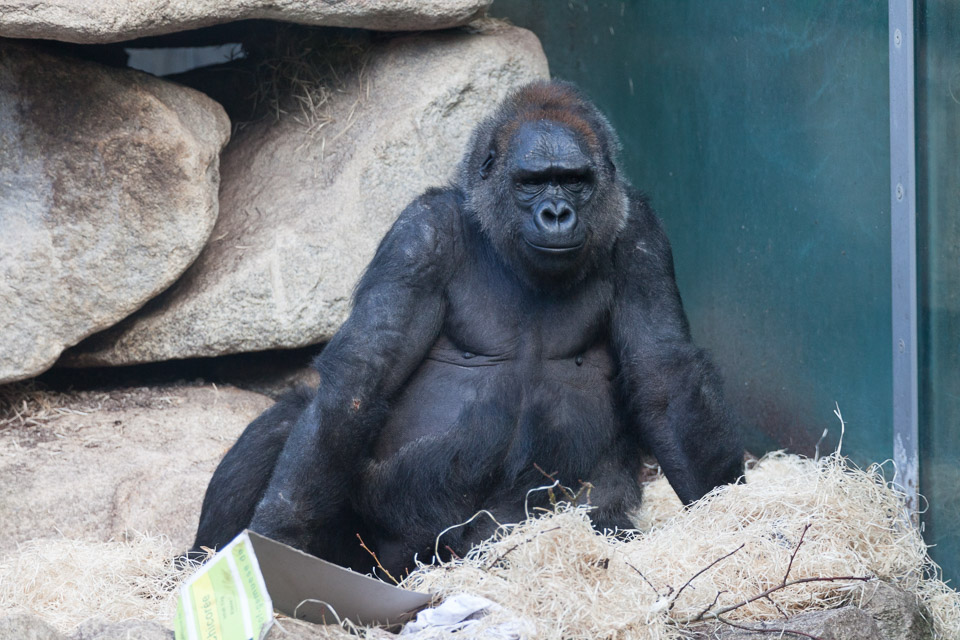 Tierpark-Hellabrunn-2014-IMG_7353.jpg