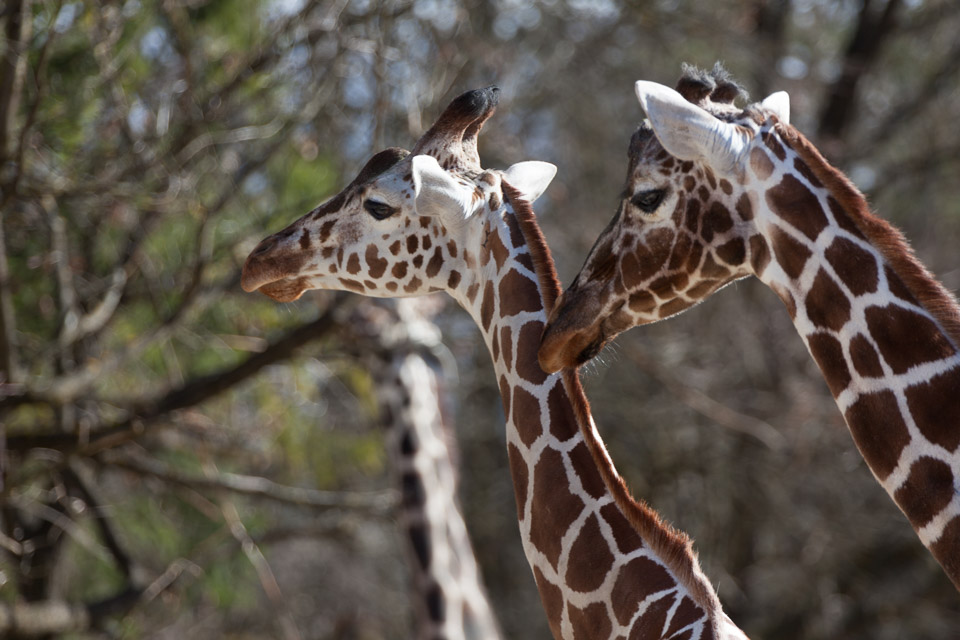 Tierpark-Hellabrunn-2014-IMG_7362.jpg