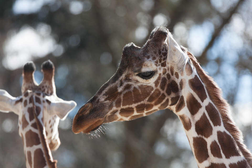 Tierpark-Hellabrunn-2014-IMG_7364.jpg