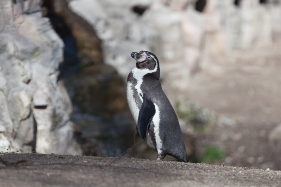 Tierpark-Hellabrunn-2014-IMG_7374.jpg