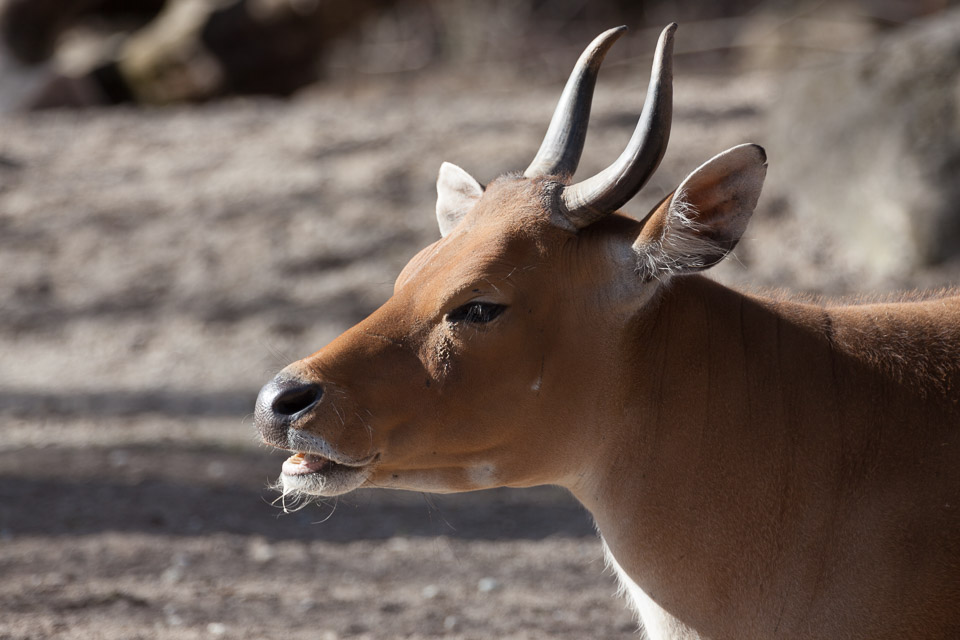 Tierpark-Hellabrunn-2014-IMG_7375.jpg