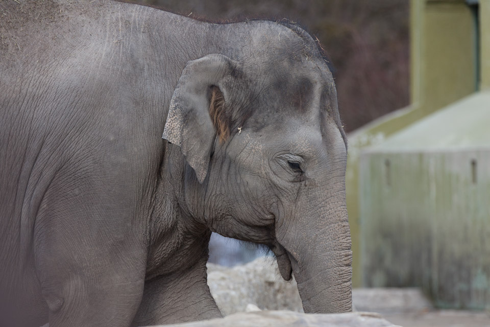 Tierpark-Hellabrunn-2014-IMG_7383.jpg