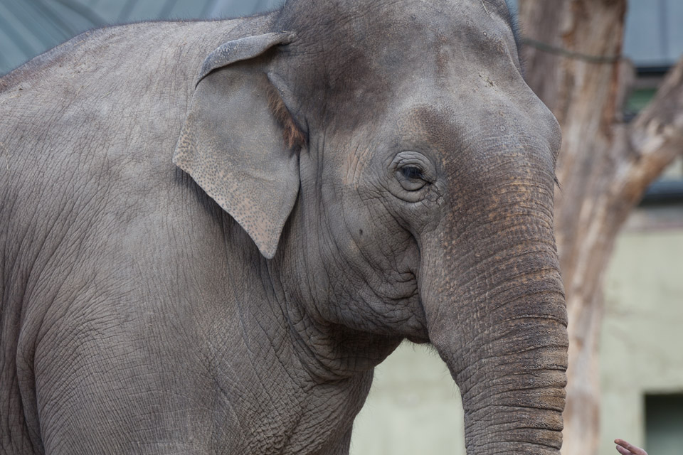 Tierpark-Hellabrunn-2014-IMG_7391.jpg