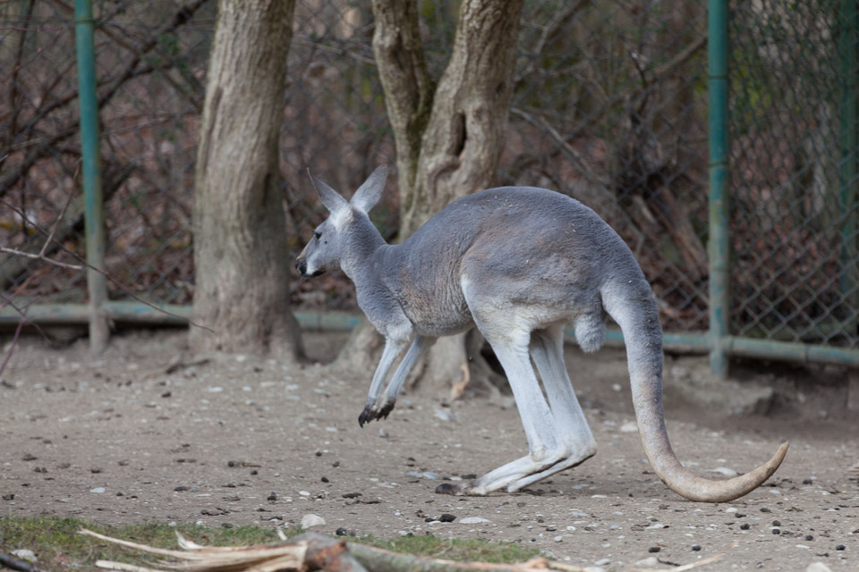 Tierpark-Hellabrunn-2014-IMG_7395.jpg