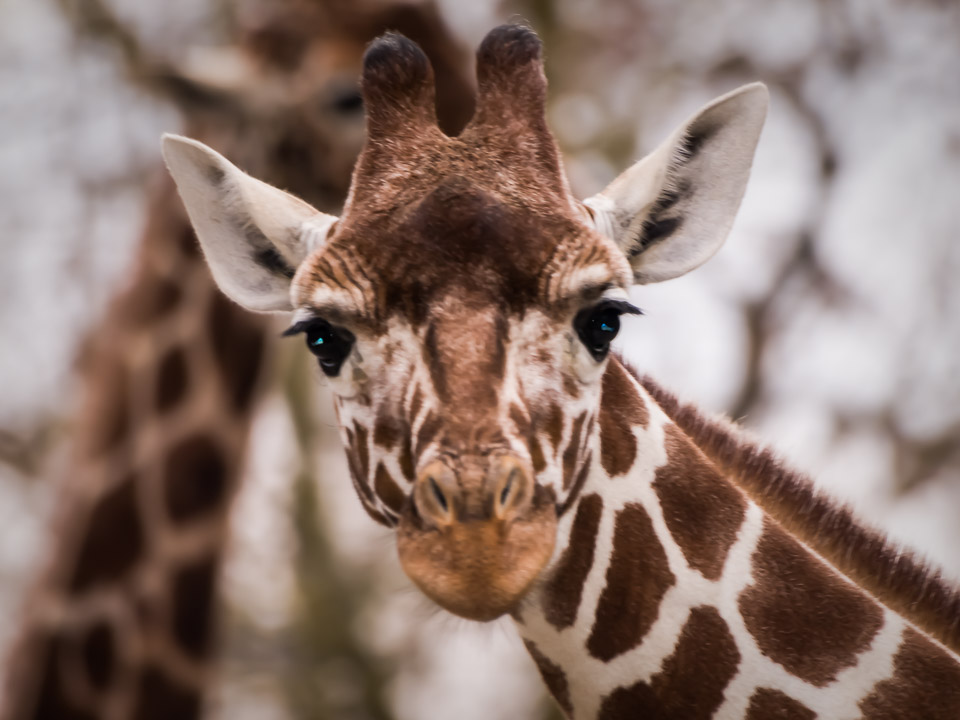 Tierpark_Hellabrunn_P4105384.jpg