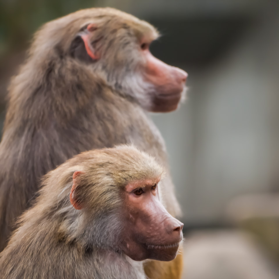 Tierpark_Hellabrunn_P4105417_v1.jpg