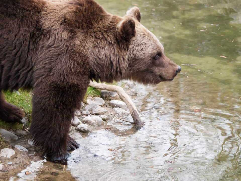 Tierpark_Hellabrunn_P4105433.jpg