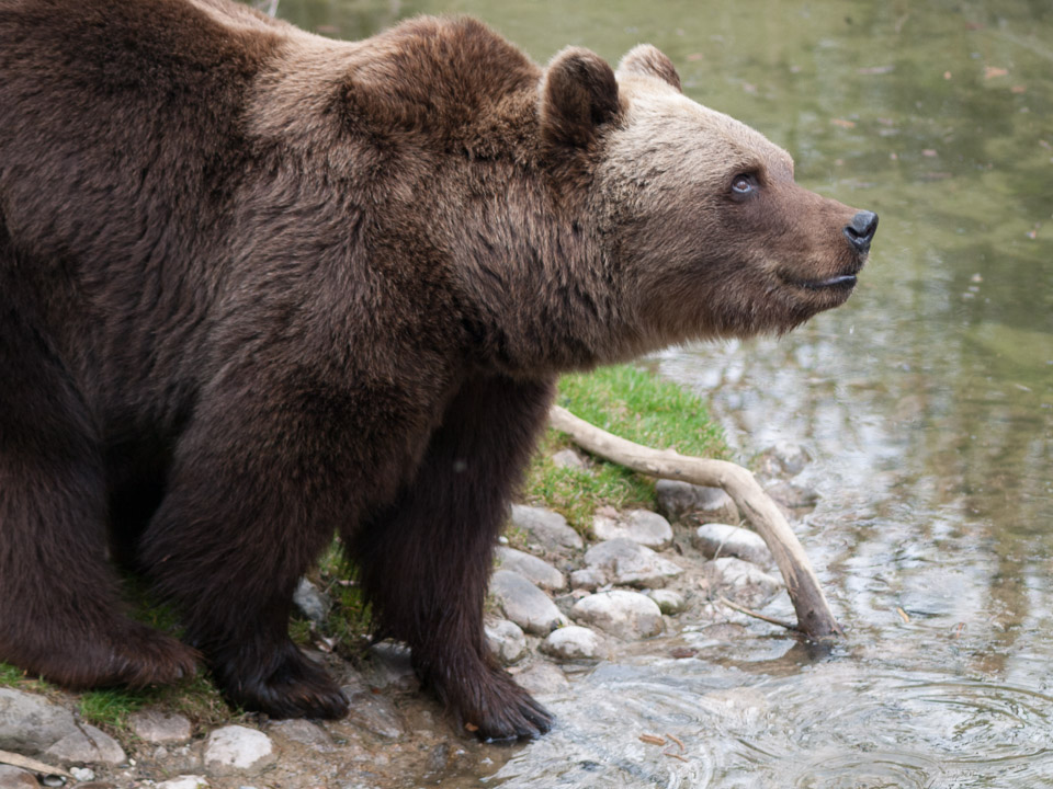 Tierpark_Hellabrunn_P4105435.jpg