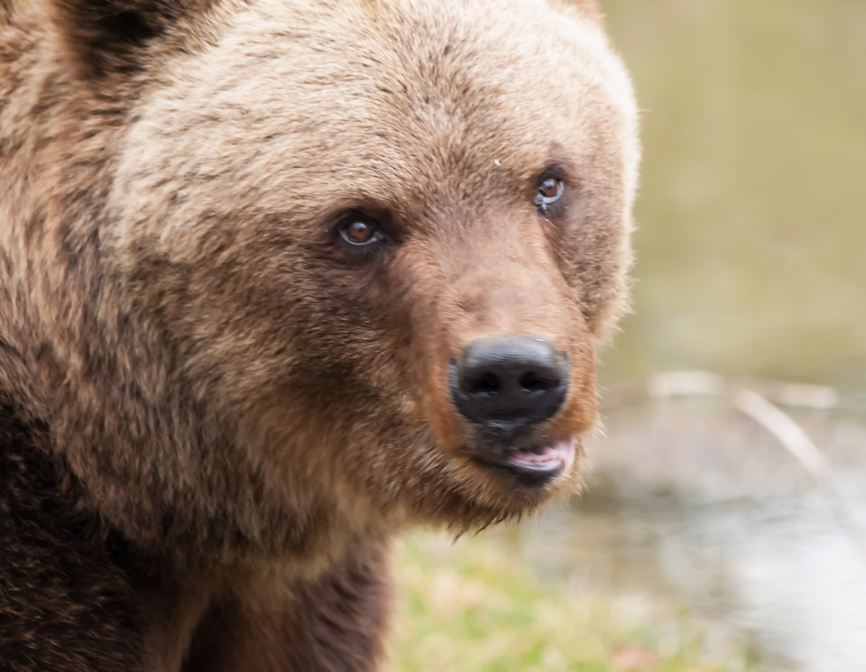 Tierpark_Hellabrunn_P4105438.jpg