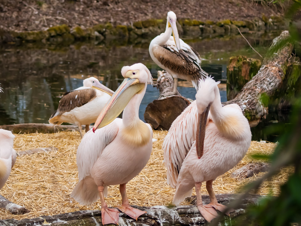 Tierpark_Hellabrunn_P4105442.jpg