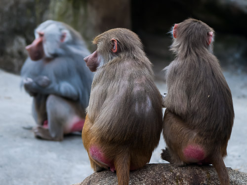 Tierpark_Hellabrunn_P4105413.jpg