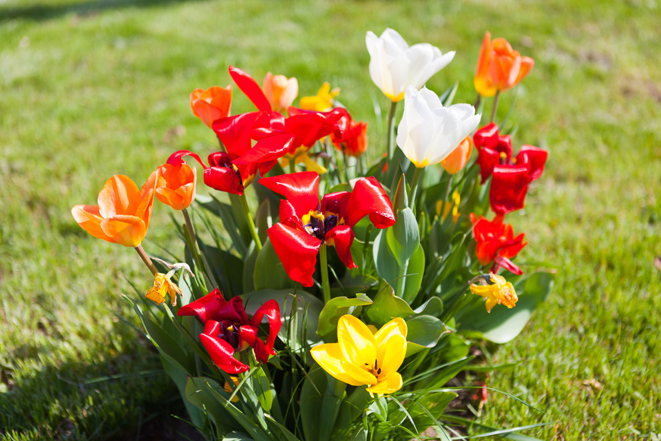 Spring_Flowers_IMG_4587.jpg