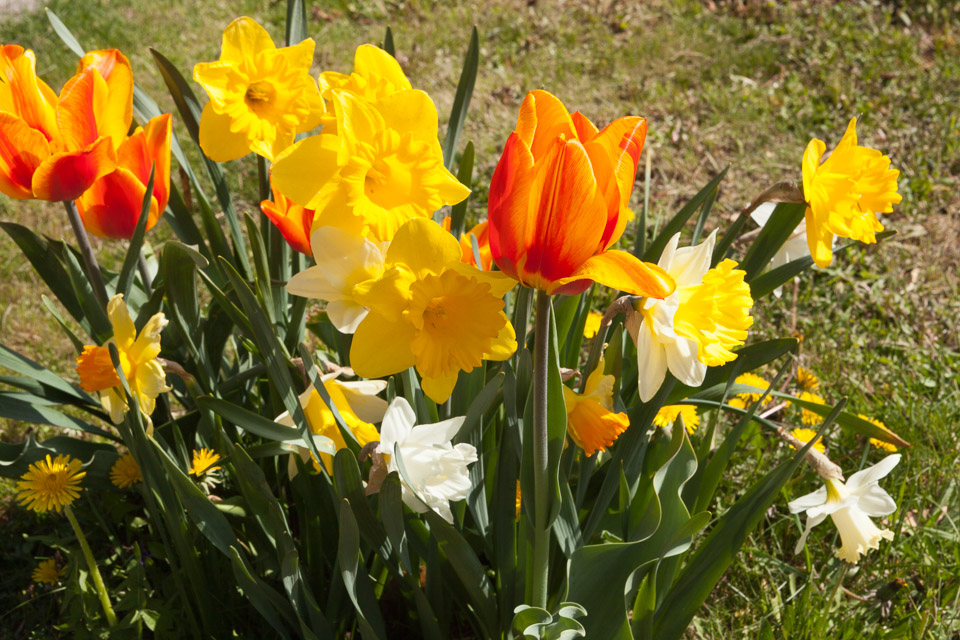 Spring_Flowers_IMG_4601.jpg