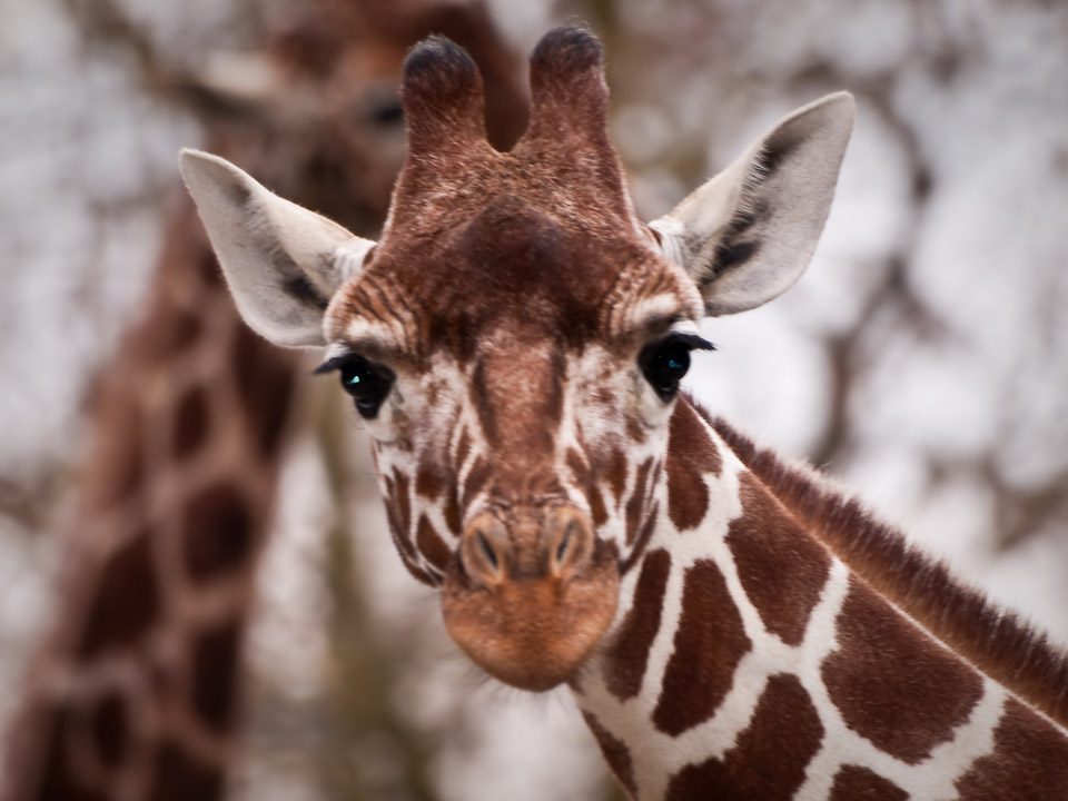 tierpark_hellabrunn_p4105384_4513320579_o.jpg