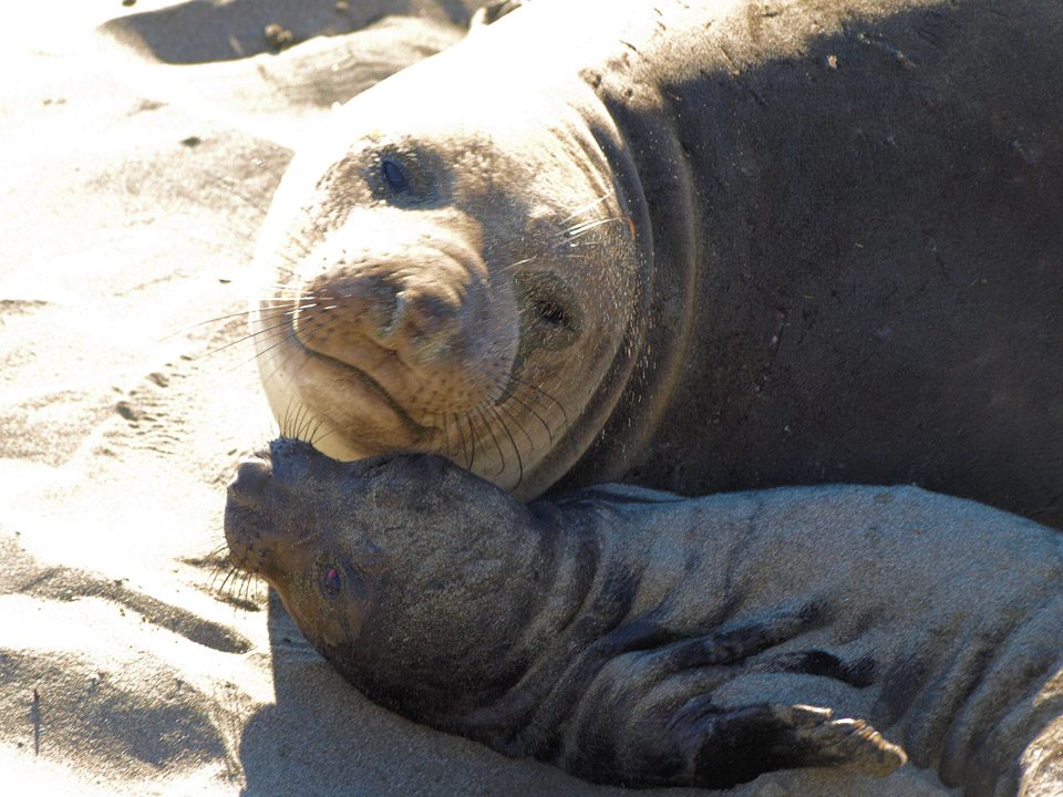 Elephant-Seals-2009-01-013.jpg