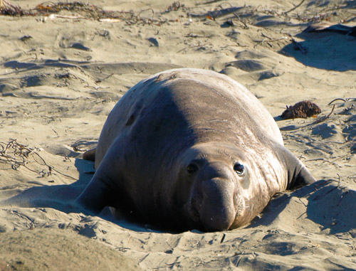 Elephant-Seals-2009-01-009.jpg