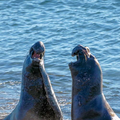 Elephant Seal Breeding Ground