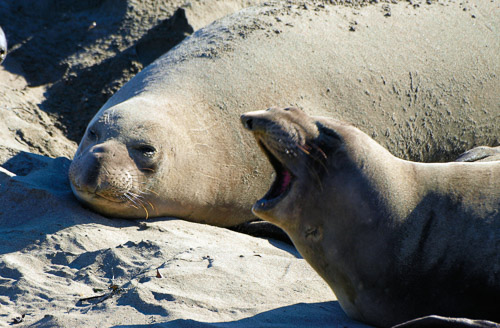 Elephant-Seals-2009-01-039.jpg