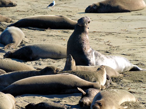 Elephant-Seals-2009-01-043.jpg