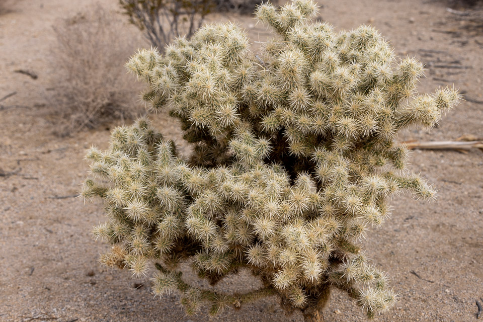 Joshua-Tree---9X5A6336.jpg