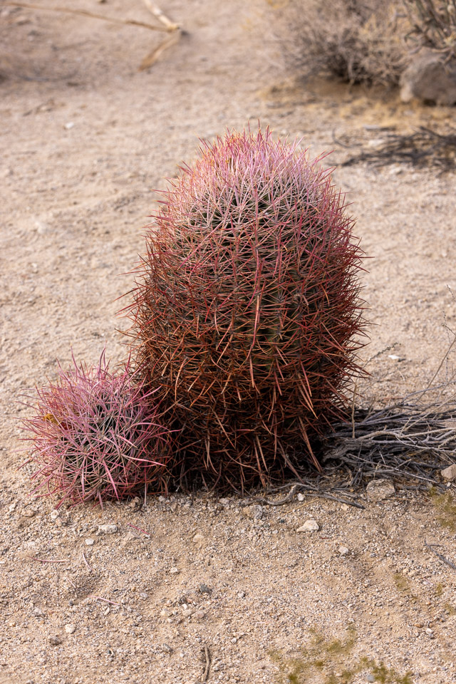 Joshua-Tree---9X5A6337.jpg