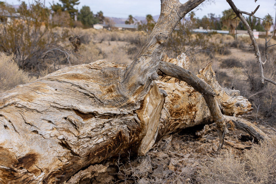 Joshua-Tree---9X5A6338.jpg