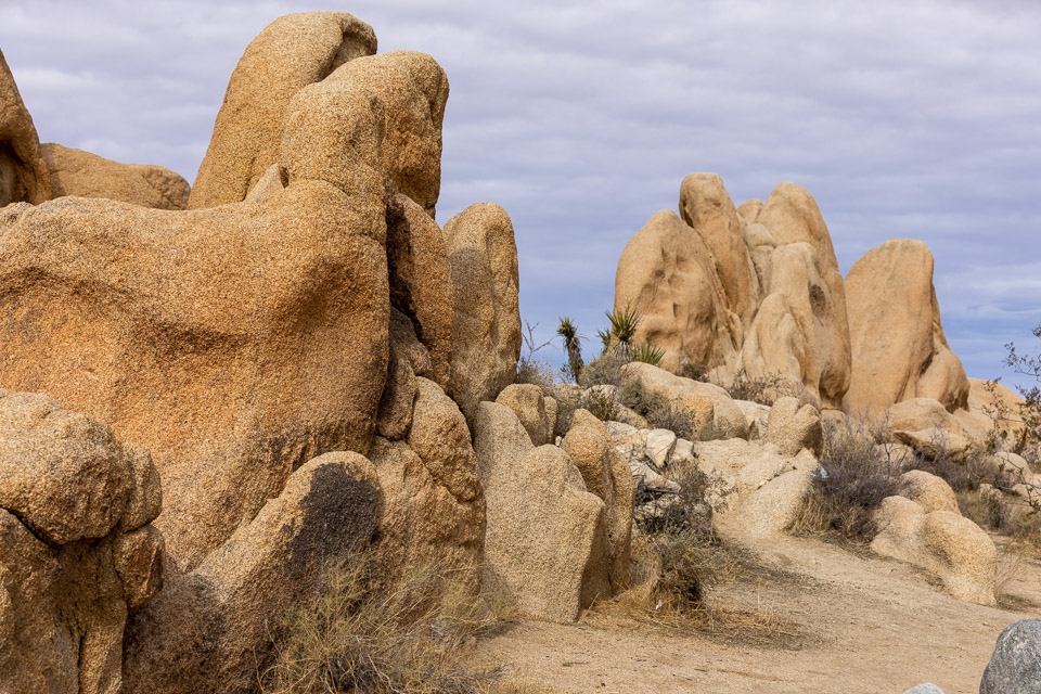 Joshua-Tree---9X5A6340.jpg