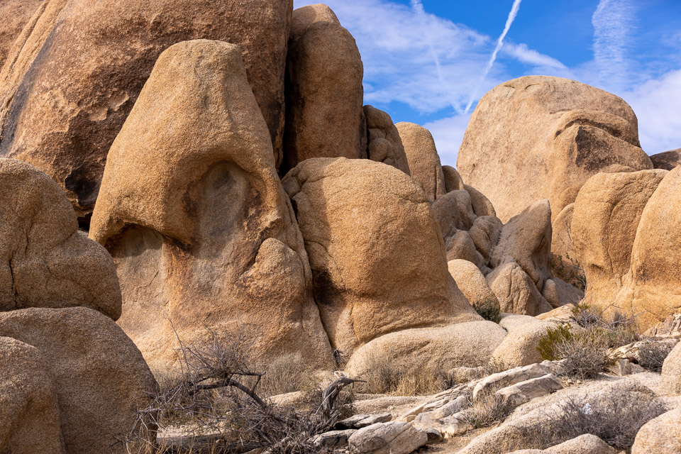 Joshua-Tree---9X5A6341.jpg