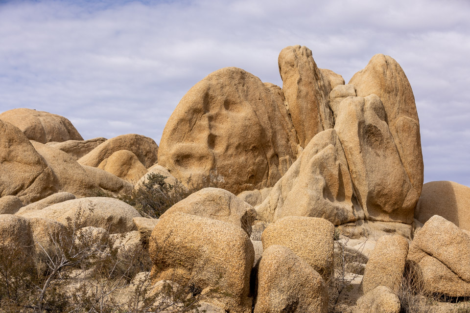 Joshua-Tree---9X5A6343.jpg