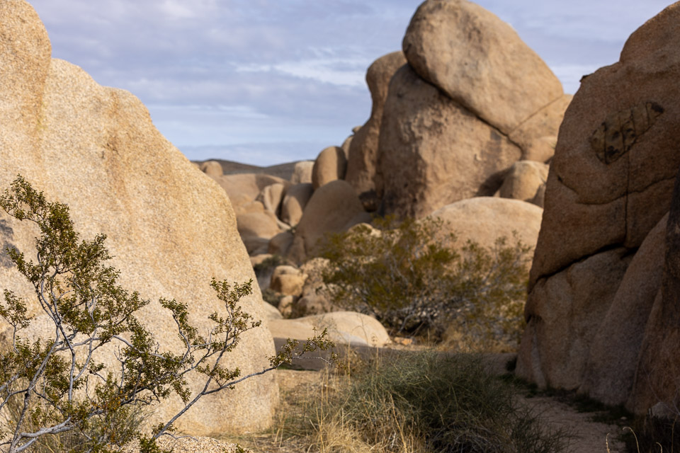 Joshua-Tree---9X5A6344.jpg