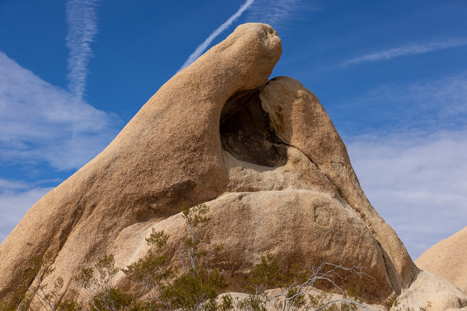 Joshua-Tree---9X5A6346.jpg