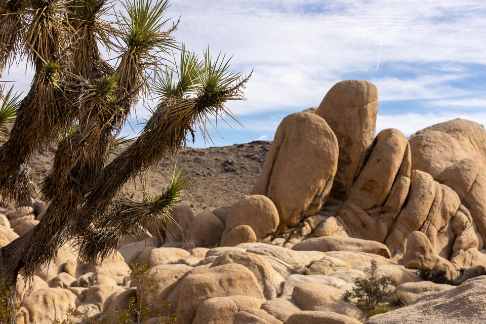 Joshua-Tree---9X5A6348.jpg