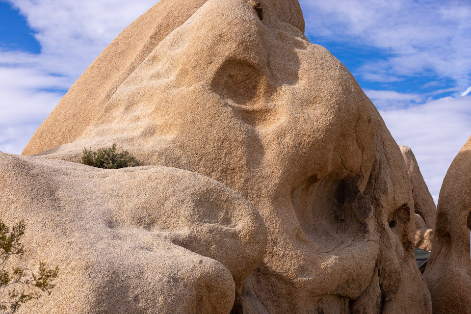 Joshua-Tree---9X5A6350.jpg