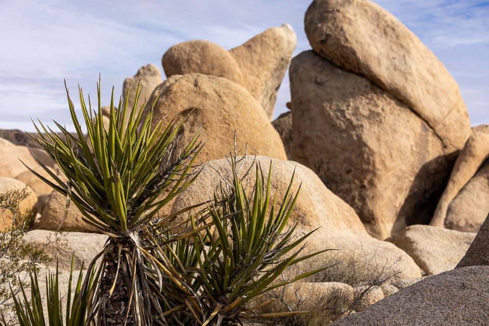 Joshua-Tree---9X5A6351.jpg