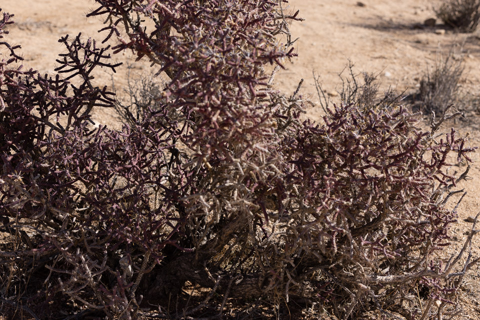 Joshua-Tree---9X5A6352.jpg