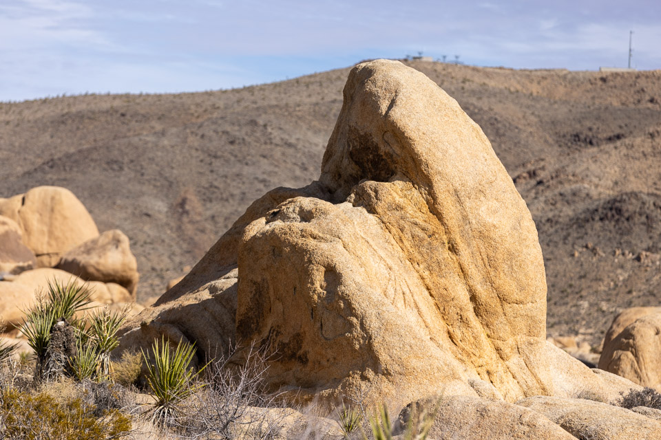 Joshua-Tree---9X5A6354.jpg