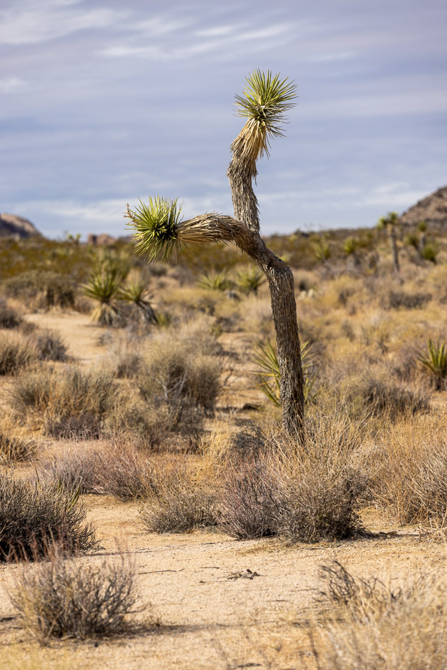 Joshua-Tree---9X5A6359.jpg