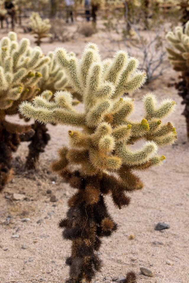 Joshua-Tree---9X5A6361.jpg