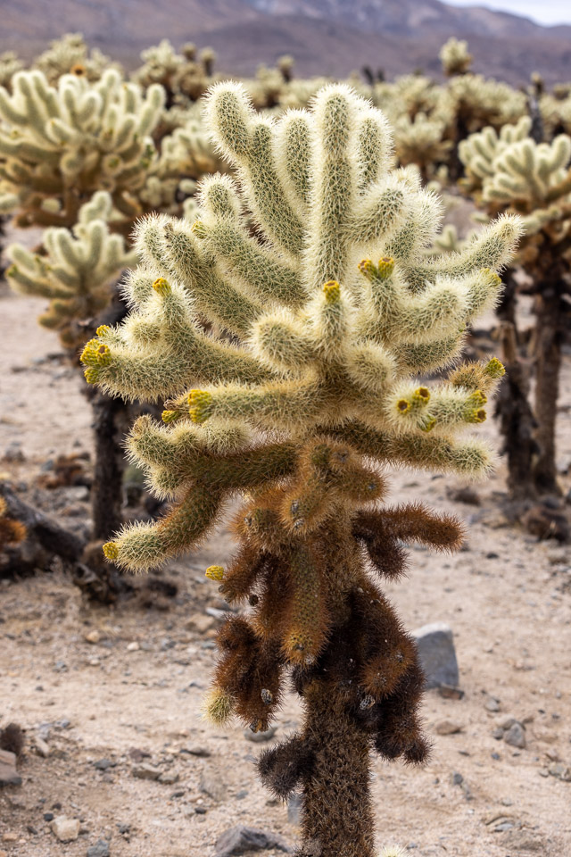 Joshua-Tree---9X5A6362.jpg