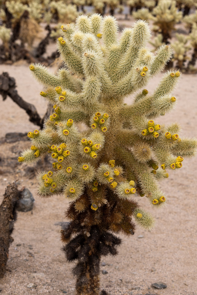 Joshua-Tree---9X5A6363.jpg