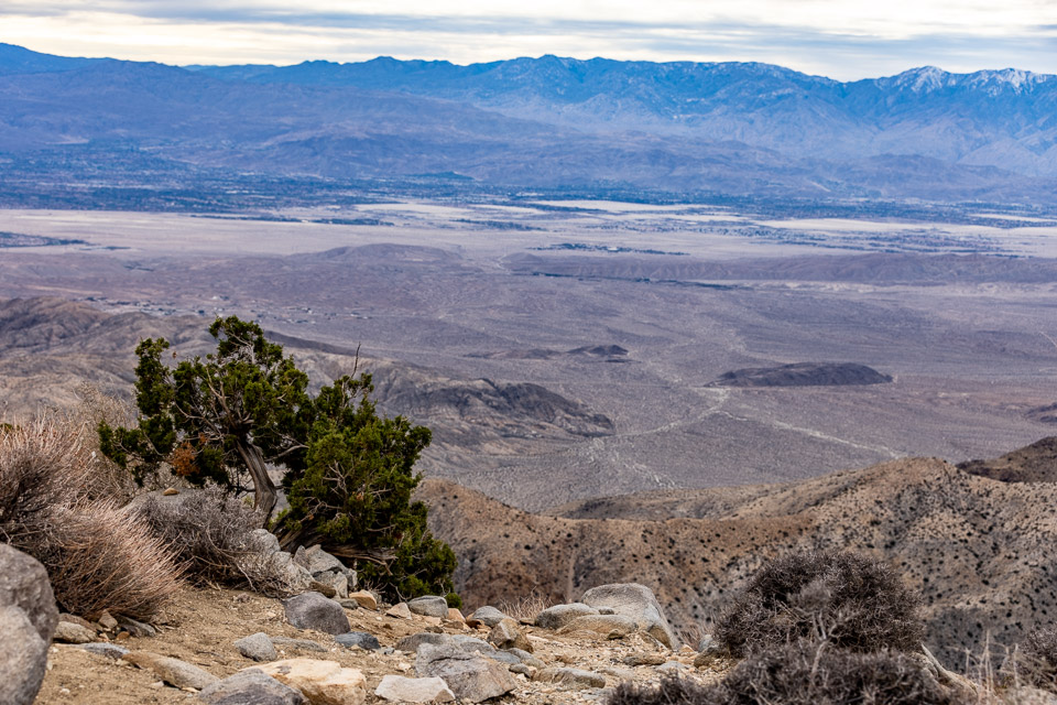 Joshua-Tree---9X5A6367.jpg